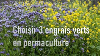 Moutarde phacélie et féverolles  trois engrais verts de choix en permaculture [upl. by Javier]