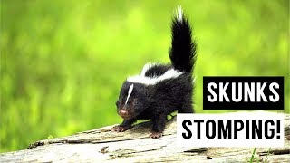 Baby SKUNKS Stomping Compilation [upl. by Sivla442]