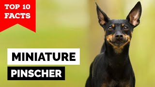 Miniature Pinscher  Top 10 Facts [upl. by Ahsed472]