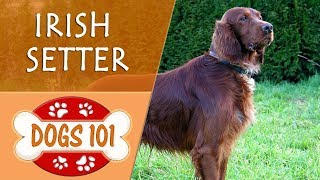 Dogs 101  IRISH SETTER  Top Dog Facts About the IRISH SETTER [upl. by Aikyt]