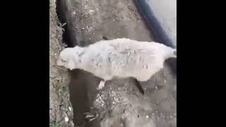 Sheep Jumps Into Ditch Again After Being Freed From The Ditch [upl. by Gay]