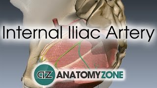 Internal Iliac Artery [upl. by Meirrak]