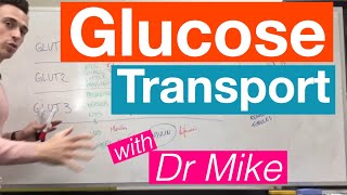 Glucose Transport  Metabolism [upl. by Snoddy]