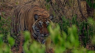 Deers Close Call with a Tiger  BBC Earth [upl. by Wollis698]