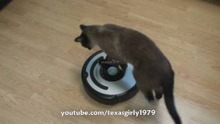 Cat shows HOW TO use iRobot Roomba Vacuum [upl. by Eniar]