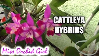 Cattleya orchids and their numerous hybrids [upl. by Otrebilif156]