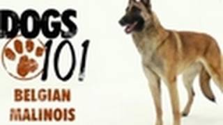 Dogs 101  Belgian Malinois [upl. by Santoro]