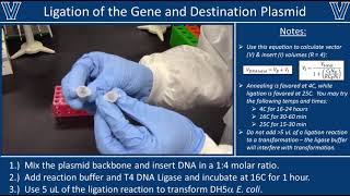 Ligation with T4 DNA Ligase [upl. by Darahs515]