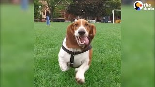 Adorable Basset Hound Always Make His Family Laugh [upl. by Beverlie]