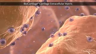 BioCartilage® Cartilage Extracellular Matrix [upl. by Mccreary]