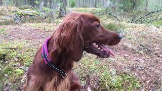 Irish Setter Fun  Red Dog Running [upl. by Redfield]