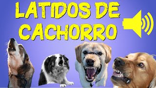 Latido de Cachorros de 10 Raças  Efeito Sonoro de Cachorro Latindo [upl. by Inverson]