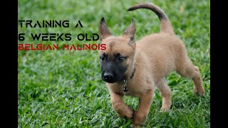 Training a 6 week old Belgian Malinois puppy  Basic Commands SIT STAND DOWN [upl. by Narol]