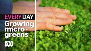 How to grow microgreens at home 🌿  Everyday Gardening  ABC Australia [upl. by Ainoloppa546]