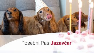 Lovački Pas Jazavčar – Slike I Karakteristike Jazavčar Pasmine Pasa 🐕 [upl. by Aitak]