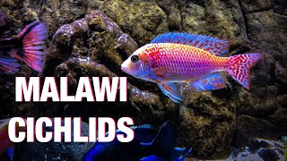 Guide to African Cichlid Care [upl. by Iborian53]