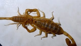 Incredible Scorpion Mating Ritual Leads To Birth [upl. by Latoniah]