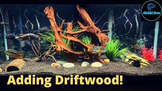 Adding Driftwood to Aquariums  New Aquascapes [upl. by Esther]