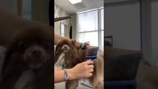 Best Dog Brushing Technique Line Brushing [upl. by Brookhouse]