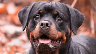 Cachorro rottweiler bravo latindo [upl. by Lorusso]