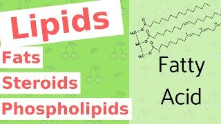 Lipids  Fats Steroids and Phospholipids  Biological Molecules Simplified 4 [upl. by Seabrook]