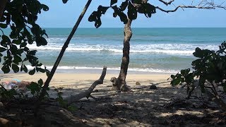 Costa Rica Tortuguero amp Cahuita Nationalparks [upl. by Linskey]