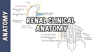 Kidneys  Clinical Anatomy renal anatomy [upl. by Vinny]