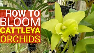 SECRETS OF MAKING CATTLEYA ORCHIDS TO FLOWER  HOW TO BLOOM TECHNIQUE [upl. by Arianna44]