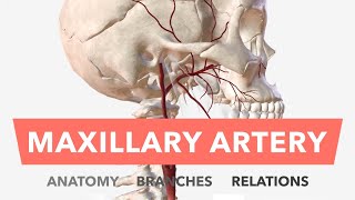 Maxillary Artery  Anatomy Branches amp Relations  Mnemonic [upl. by Nomrah899]