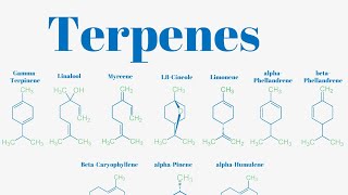 Terpenes And Isoprene Units Explained [upl. by Nerrat]