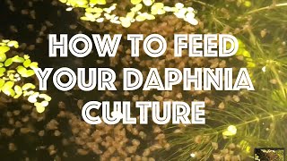 How To Feed Your Daphnia Culture [upl. by Reider]