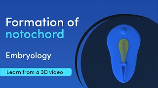 Notochord Formation  Best 3D Medical learning App  MediMagic [upl. by Modestine]