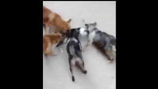 Four wild dogs attack kill and eat cute cats that are unable to fight [upl. by Ahsiruam]