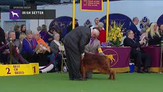 Irish Setter  Breed Judging 2019 [upl. by Slrahc]