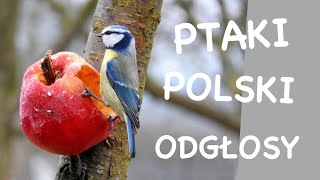 Co to za ptak  Odgłosy ptaków  Ptaki Polski [upl. by Marduk]