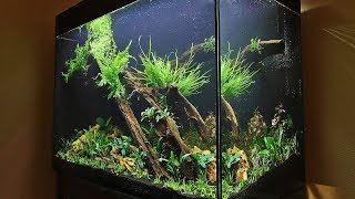 HOW TO AQUASCAPE a Tall Planted Tank  eaFreshwater 900 [upl. by Sylvia666]