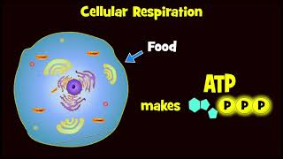 Glycolysis and Exploding Sugar Demo [upl. by Aylat471]