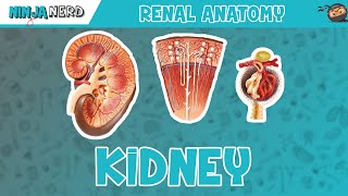 Renal  Kidney Anatomy Model [upl. by Bywaters436]