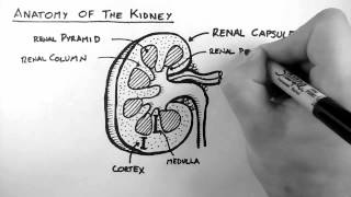 Renal Anatomy 1  Kidney [upl. by Nerine]