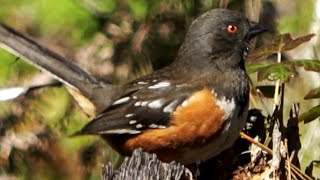 Spotted towhee Sound [upl. by Bone]