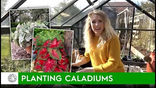 How to plant Caladiums bulbs  FarmerGracycouk [upl. by Kimmel]