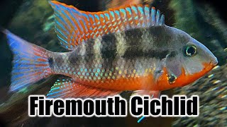 Firemouth Cichlid  Care Guide amp Species Profile [upl. by Fogg]