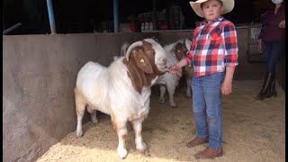 Cabras Boer creación de líneas genéticas [upl. by Adnileb]