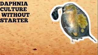 HOW TO CULTURE DAPHNIA NATURALLY WITHOUT A STARTER [upl. by Zachery]