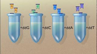 Sanger Sequencing of DNA HD Animation [upl. by Oirram212]