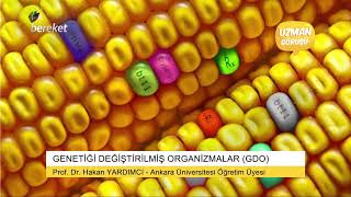 Uzman Görüşü  Genetiği Değiştirilmiş Organizmalar GDO [upl. by Cati437]