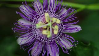 Passion Flower Passiflora incarnata [upl. by Ingold644]