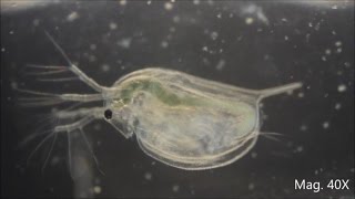 Daphnia magna under the Microscope [upl. by Maharg221]