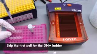 Gel Electrophoresis Protocol [upl. by Silver]