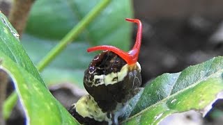 Giant Swallowtail caterpillars AKA Orange Dog Papilio cresphontes [upl. by Ama]